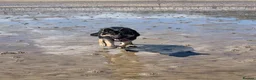 Mixed Breed dogs for sale: King (German shepherd cross Alaskan malamute) in Edinburgh - Advert 14