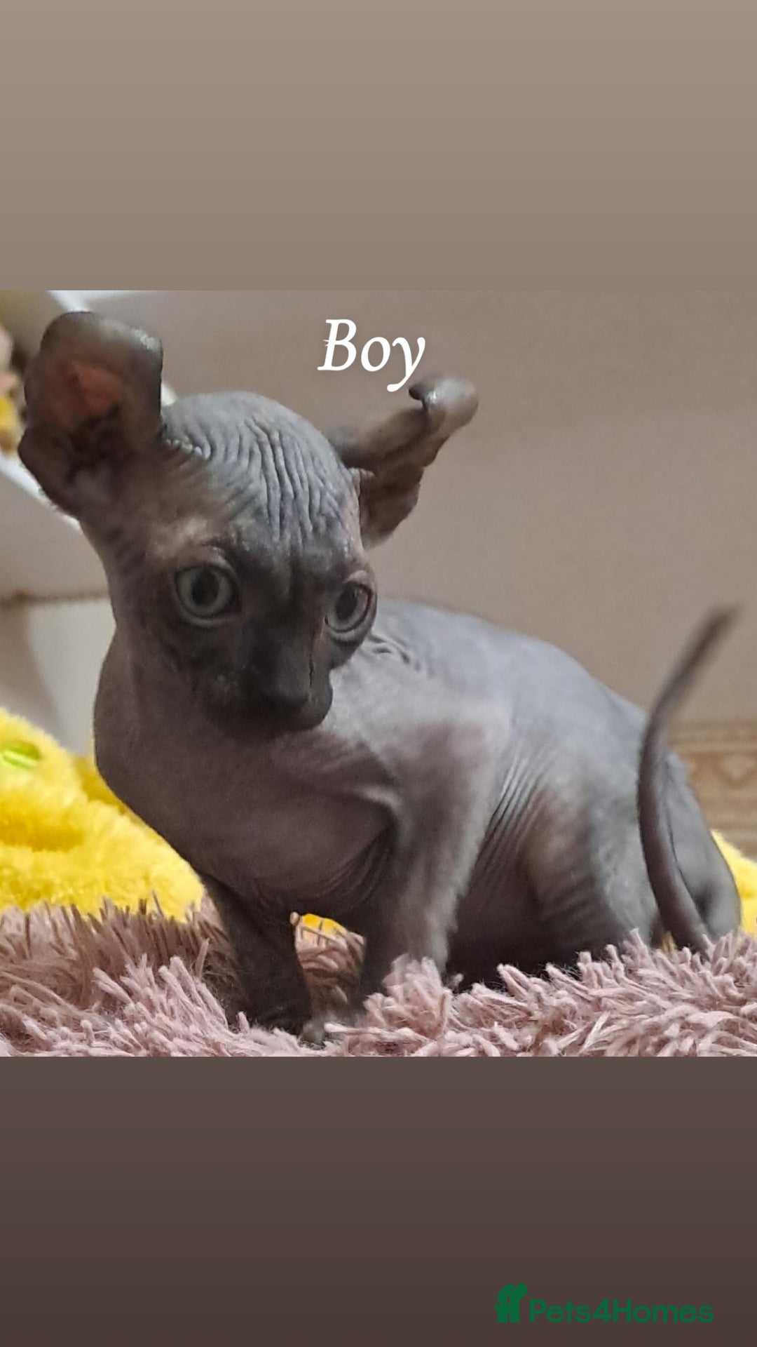 Sphynx cats for sale: Half Elf sphynx  - Image 14