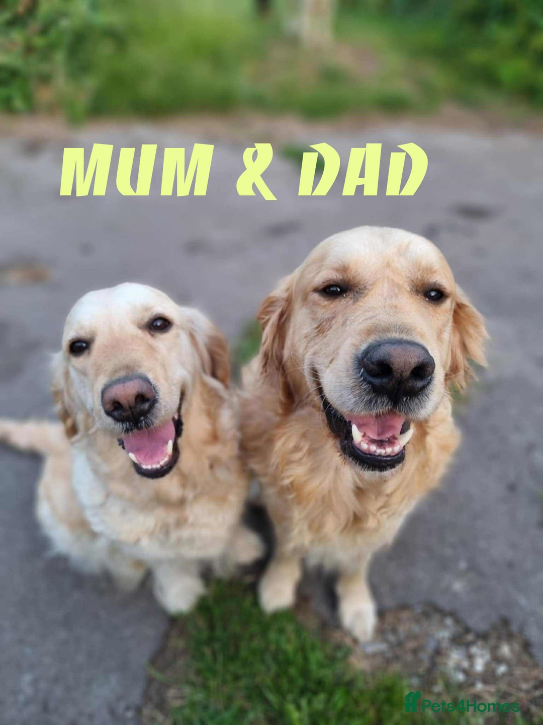 Golden Retriever dogs for sale: Stunning pure-breed Golden Retriever puppies - Image 10