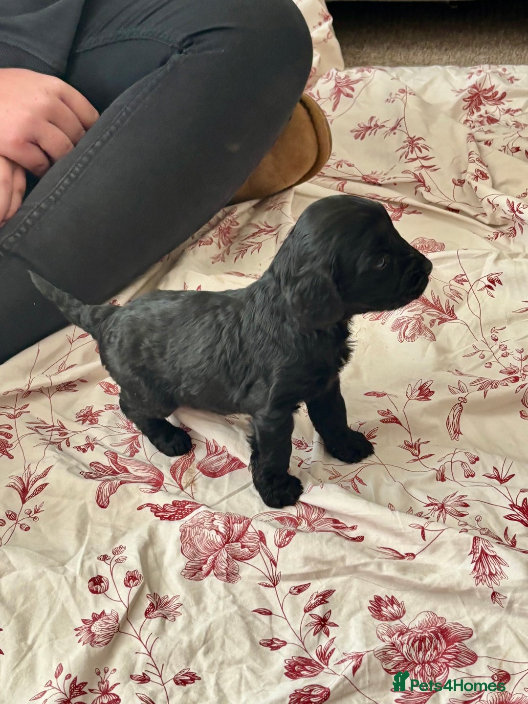 Cockapoo dogs for sale: Gorgeous chunky cockapoo puppies - Advert 5