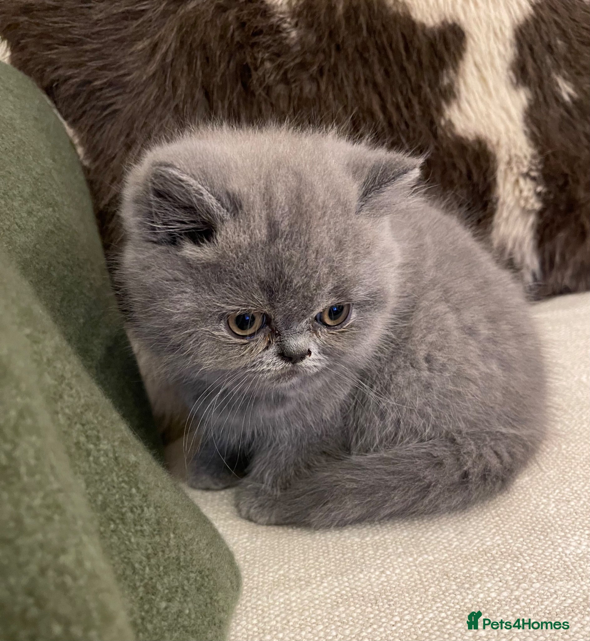 British Shorthair cats GORGEOUS BRITISH SHORTHAIR BLUE GCCF KITTENS - Advert 3