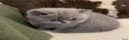 British Shorthair cats for sale: GORGEOUS BRITISH SHORTHAIR BLUE GCCF KITTENS - Advert 1