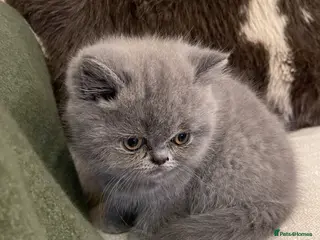 British Shorthair cats GORGEOUS BRITISH SHORTHAIR BLUE GCCF KITTENS - Advert 3