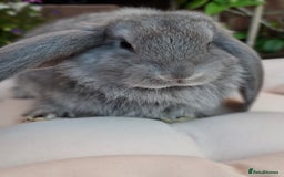 French Lop rabbits for sale: Pure bred french lop babies - Image 4