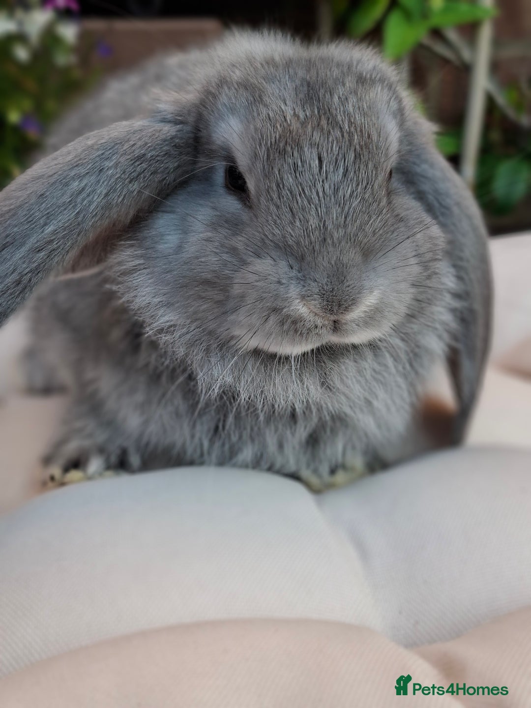French Lop rabbits for sale: Pure bred french lop babies - Image 4