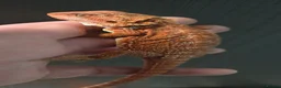 Bearded Dragon reptiles for sale: Red Monster blue bars and Hypos and Trans - Advert 15