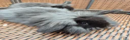Mini Lop rabbits for sale: LAST 2! COLLECT TODAY! Baby Mini Lop Bunnies - Advert 4