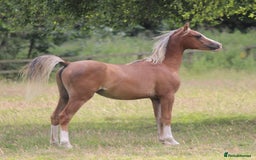 Welsh Section B horses for sale: Welsh sec b yearling colt  - Image 5