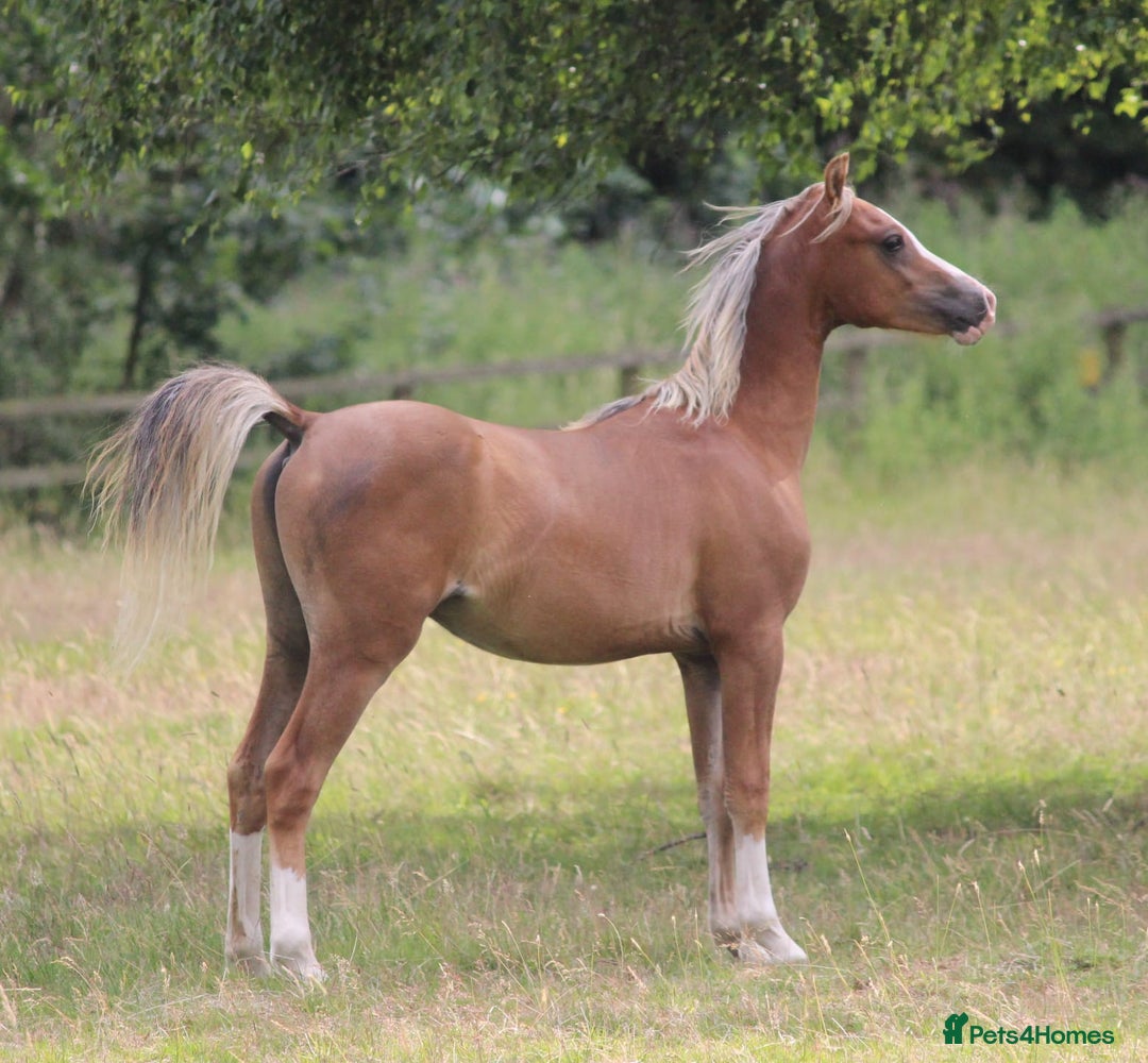 Welsh Section B horses for sale: Welsh sec b yearling colt  - Image 5