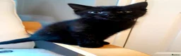 British Shorthair cats for sale: Beautiful kitty's for sale - Advert 2