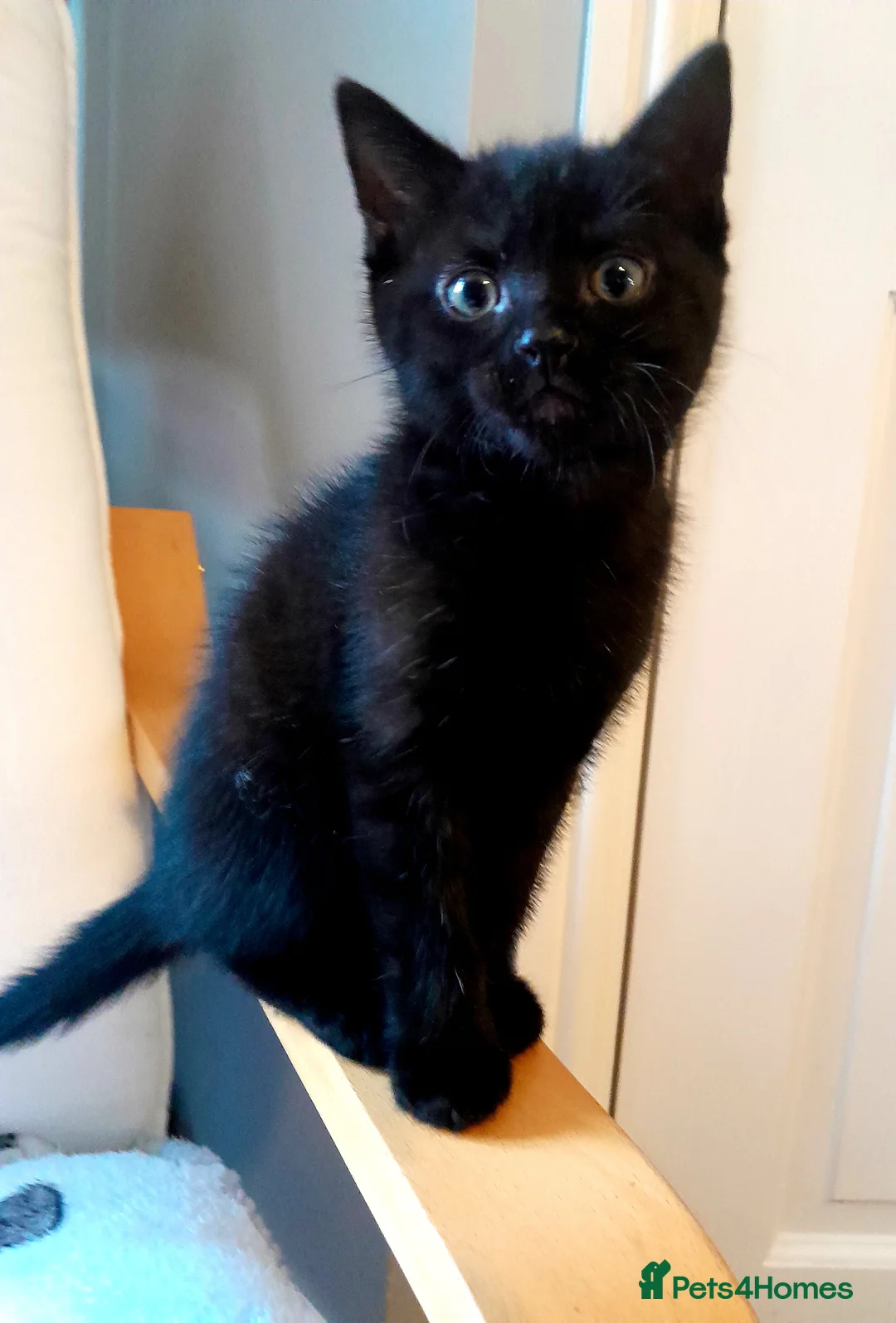 British Shorthair cats for sale: Beautiful kitty's for sale - Advert 2