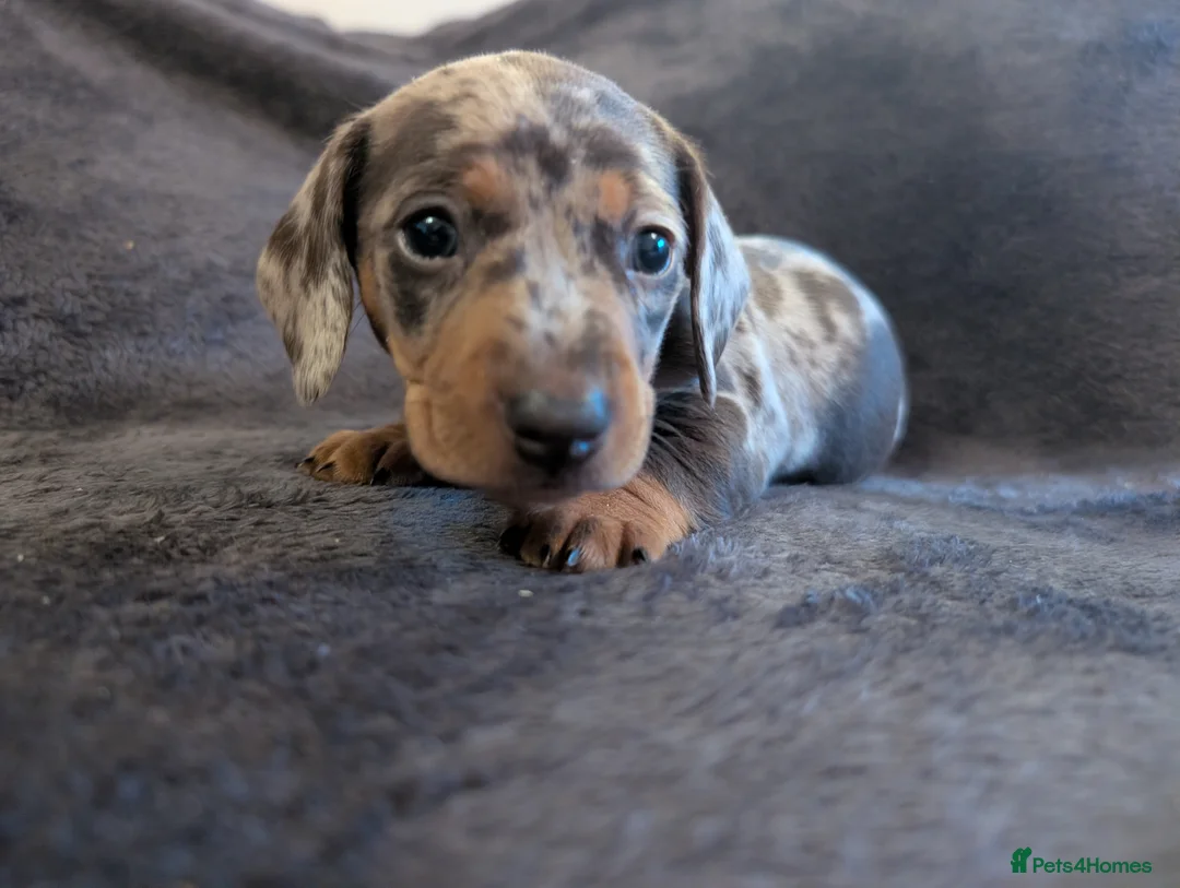 Miniature Dachshund dogs for sale: Beautiful Miniature Dashound Puppies For Sale - Advert 3