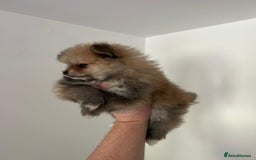 Pomeranian dogs for sale: Pomeranian - Image 7