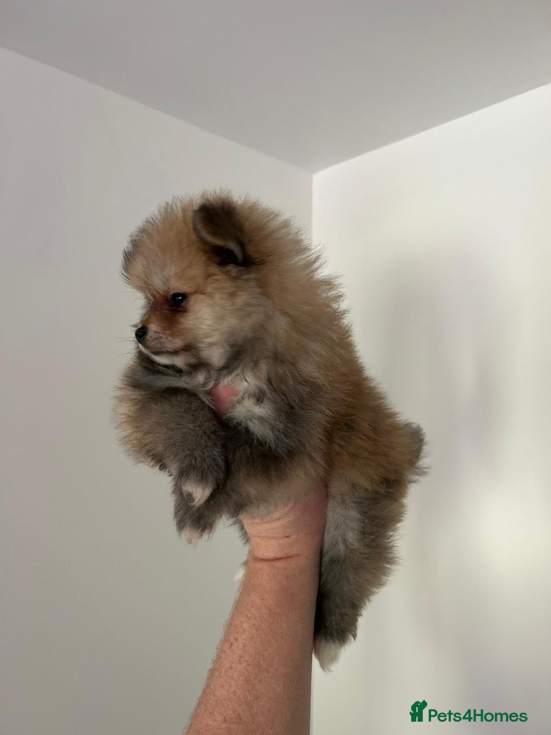 Pomeranian dogs for sale: Pomeranian - Image 7