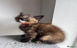 Mixed Breed cats for sale: 5 Half-Ragdoll kittens ❤️ - Image 5