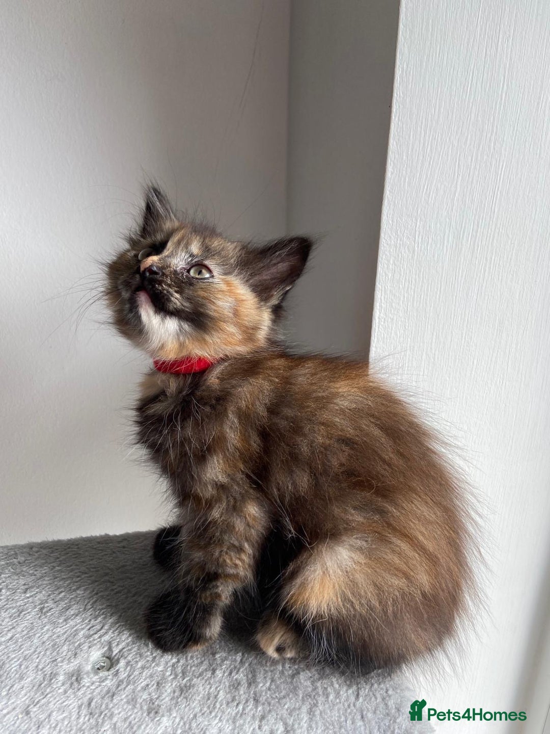 Mixed Breed cats for sale: 5 Half-Ragdoll kittens ❤️ - Image 5
