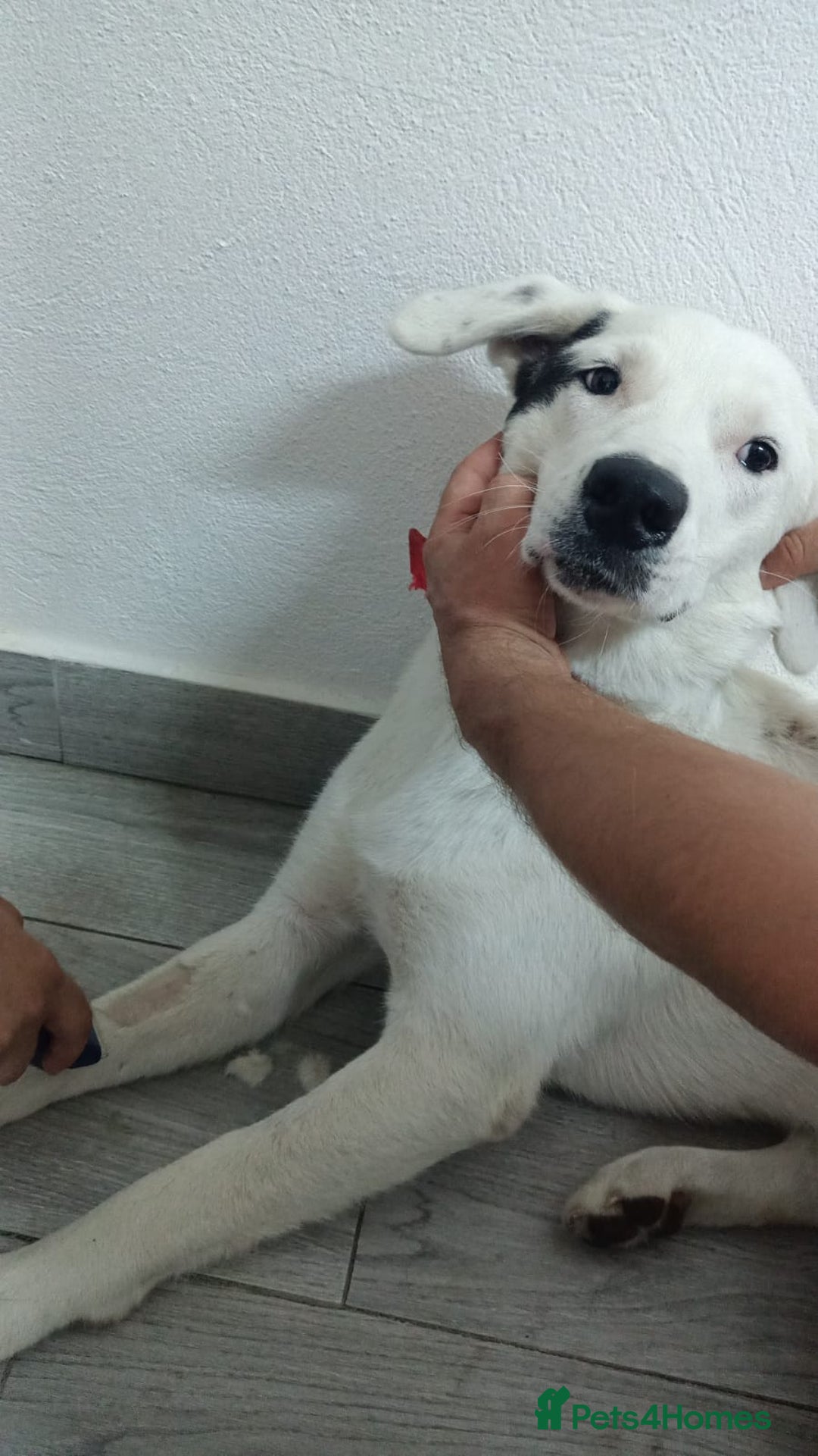 Mixed Breed dogs for adoption: 🌸 MEET BIANCA - a Gentle Girl for a Loving Family - Advert 12