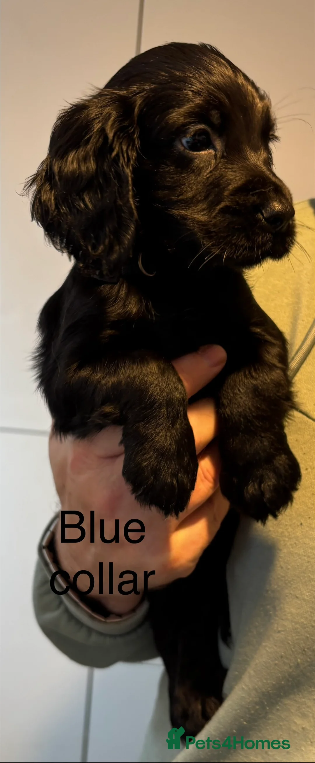 Cocker Spaniel dogs for sale: Cocker Spaniel Puppies  - Advert 12