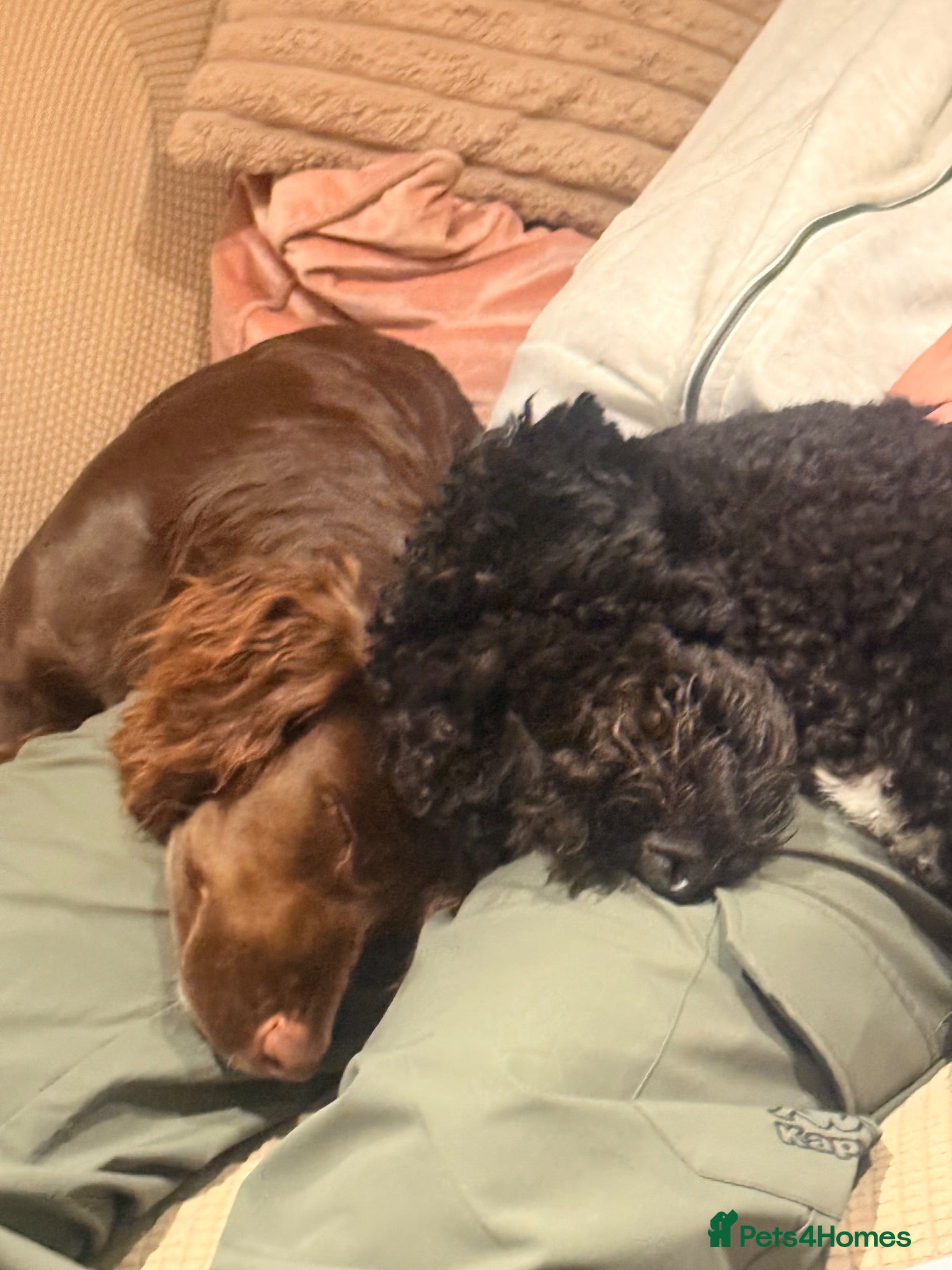 Cockapoo dogs Brother and sister in need of new home  - Advert 1