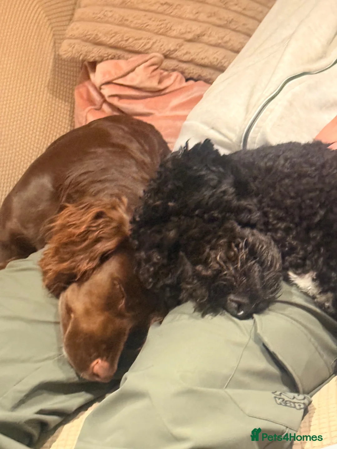 Cockapoo dogs for sale: Brother and sister in need of new home  in Addlestone - Advert 1