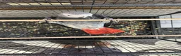 Parrots birds for sale: 6-Year-Old Female African Grey Parrot - Advert 3
