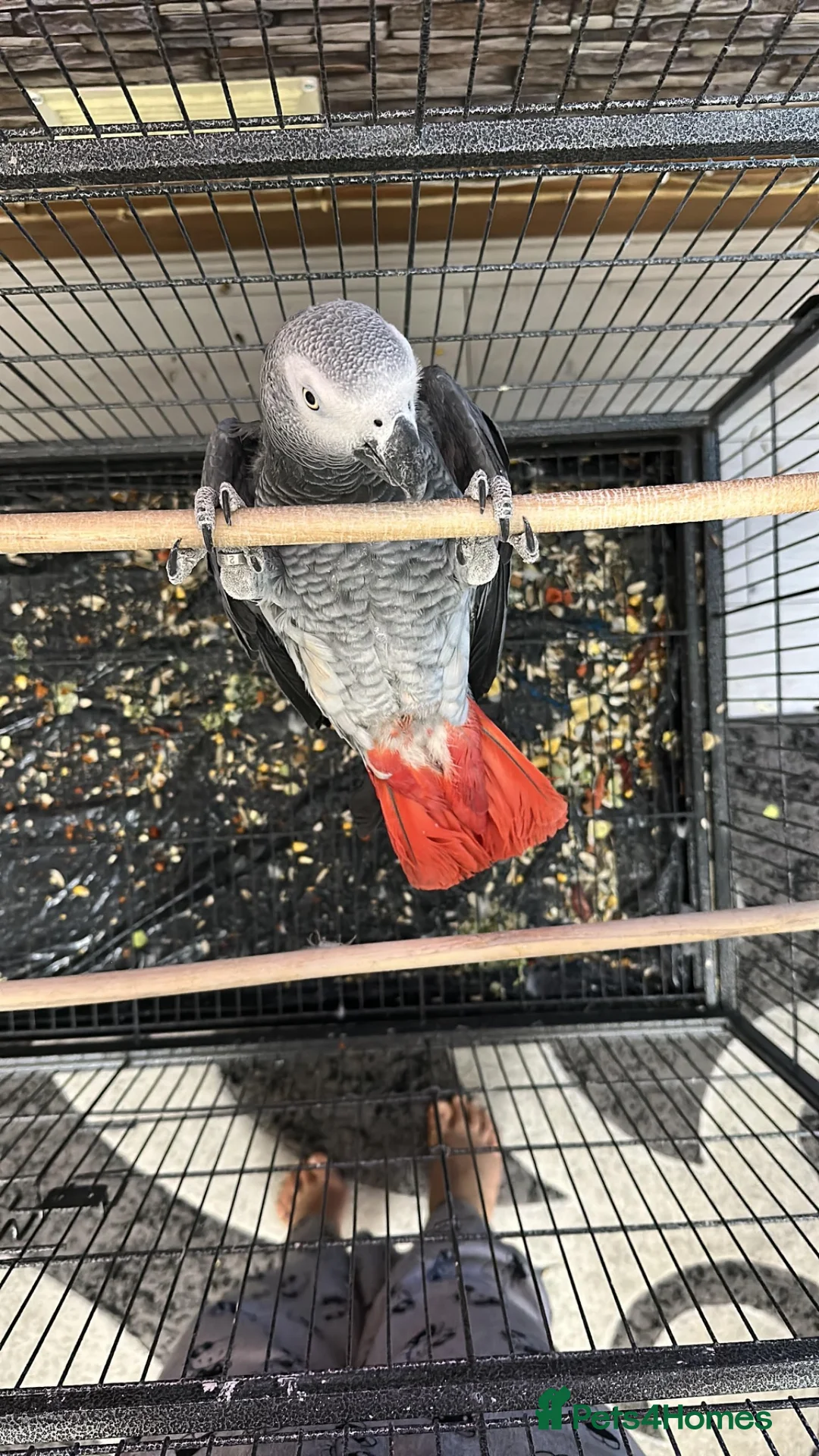 Parrots birds for sale: 6-Year-Old Female African Grey Parrot - Advert 3