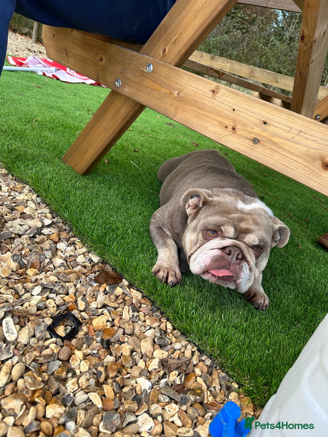 English Bulldog dogs for sale: Miniature British bulldog  - Advert 2