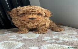 Mixed Breed dogs for sale: Miniature Poodles - Image 3