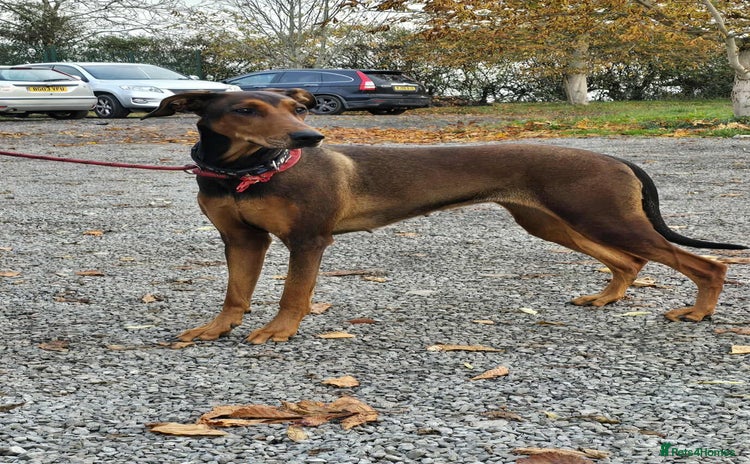 Mixed Breed dogs - Advert 3