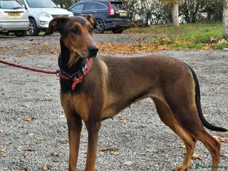 Mixed Breed dogs BEAUTIFUL BONNIE - Advert 13