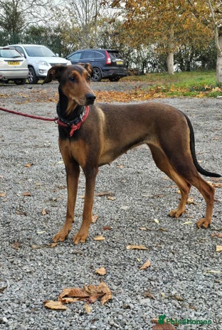 Mixed Breed dogs BEAUTIFUL BONNIE - Advert 12