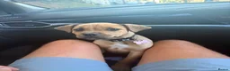 Presa Canario dogs for sale: Female presa 14 weeks in Faversham - Advert 4