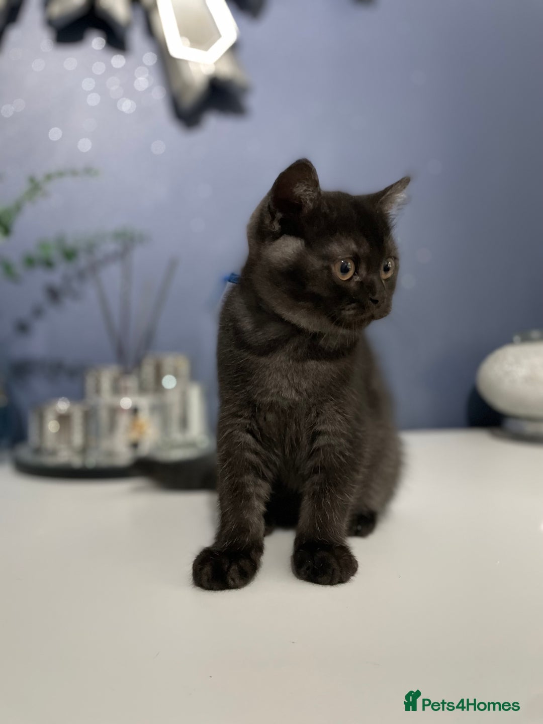 British Shorthair cats for sale: 🔥 READY NOW BRITISH SHORTHAIR KITTENS  - Image 15