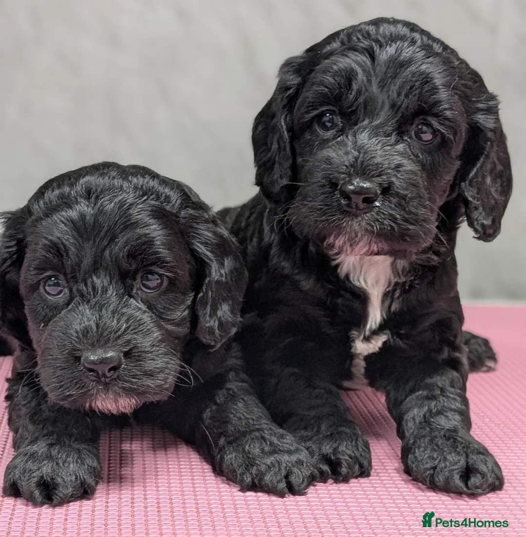 Cockapoo dogs for sale: Licensed breeder, health tested F1 cockapoo pups - Advert 2