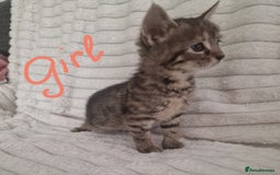 Mixed Breed cats for sale: Maine coon mixed kitchens - Image 13