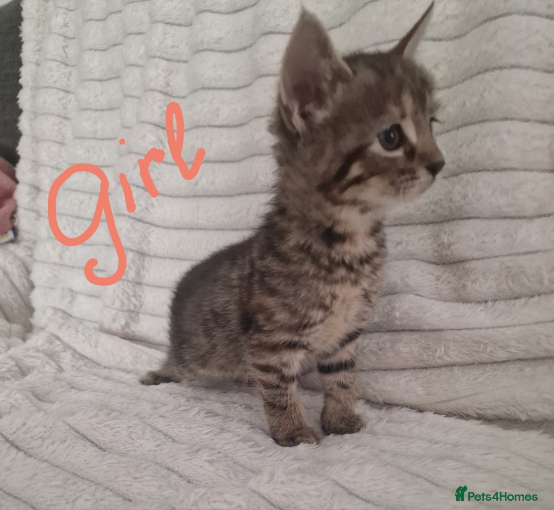 Mixed Breed cats for sale: Maine coon mixed kitchens - Image 13