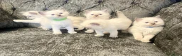 Ragdoll cats for sale: Ragdoll kittens - Advert 15