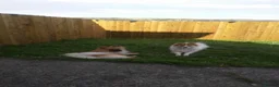 Pomeranian dogs for sale: Pomeranian puppies for sale  - Advert 15