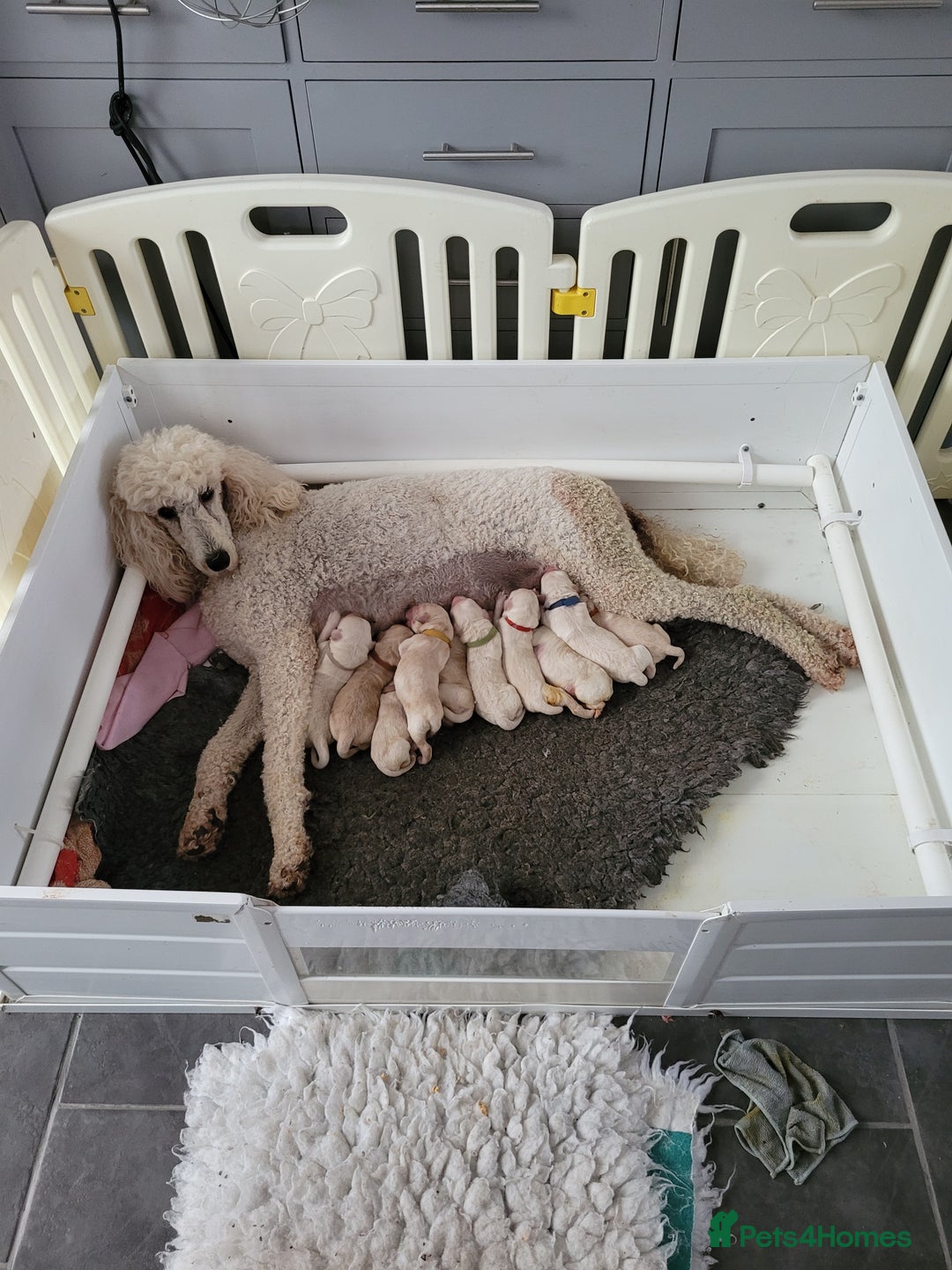 Goldendoodle dogs for sale: Goldendoodles F1, both parents hip scored          - Advert 20