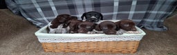 German Shorthaired Pointer dogs for sale: Beautiful GSP puppies. - Advert 8