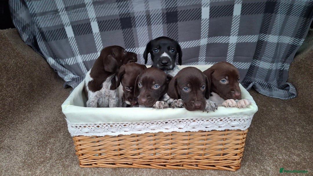German Shorthaired Pointer dogs for sale: Beautiful GSP puppies. - Advert 8