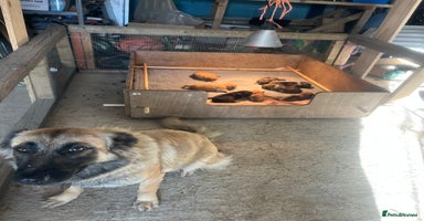 German Shepherd dogs - Advert 8