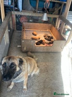 German Shepherd dogs - Advert 5