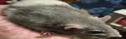 Rat rodents for sale: Male and Female Adult Rats in South Brent - Advert 2