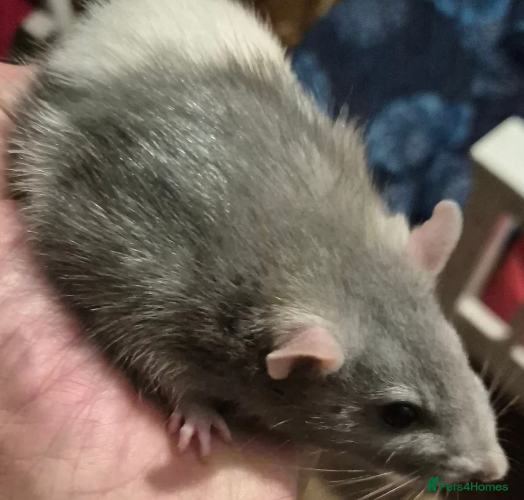 Rat rodents for sale: Male and Female Adult Rats in South Brent - Advert 2