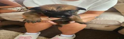 Belgian Shepherd Dog dogs for sale: Outstanding Belgium malinois puppies  - Advert 6