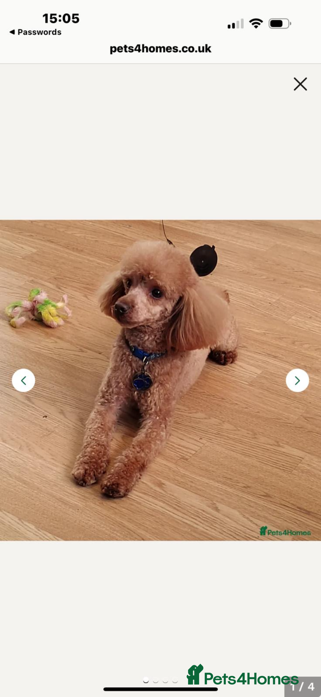 Cavapoo dogs for sale: 8 x cavapoo F1B puppies ready to leave  - Advert 4