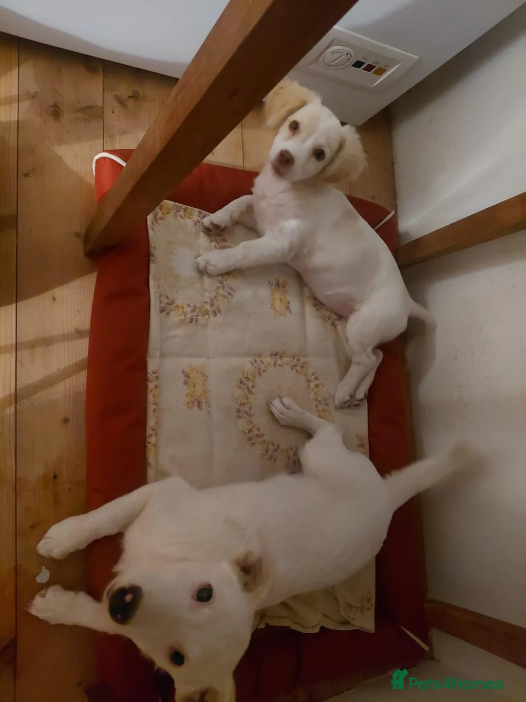 Mixed Breed dogs for adoption: ARNY - a Sweet Little Boy for a Loving Home - Advert 26