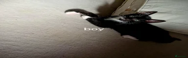 Mixed Breed Kitten 2