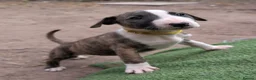 English Bull Terrier dogs for sale: Working and Sporting English Bull Terriers  - Advert 19